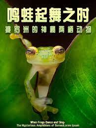 鸣蛙起舞之时:婆罗洲的神秘两栖动物