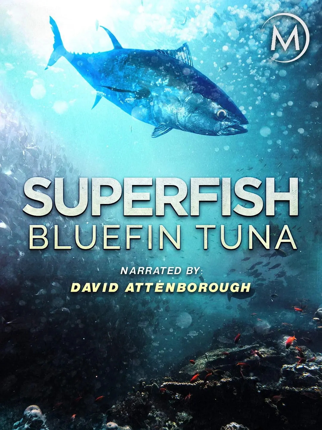 超级鱼类:蓝鳍金枪鱼